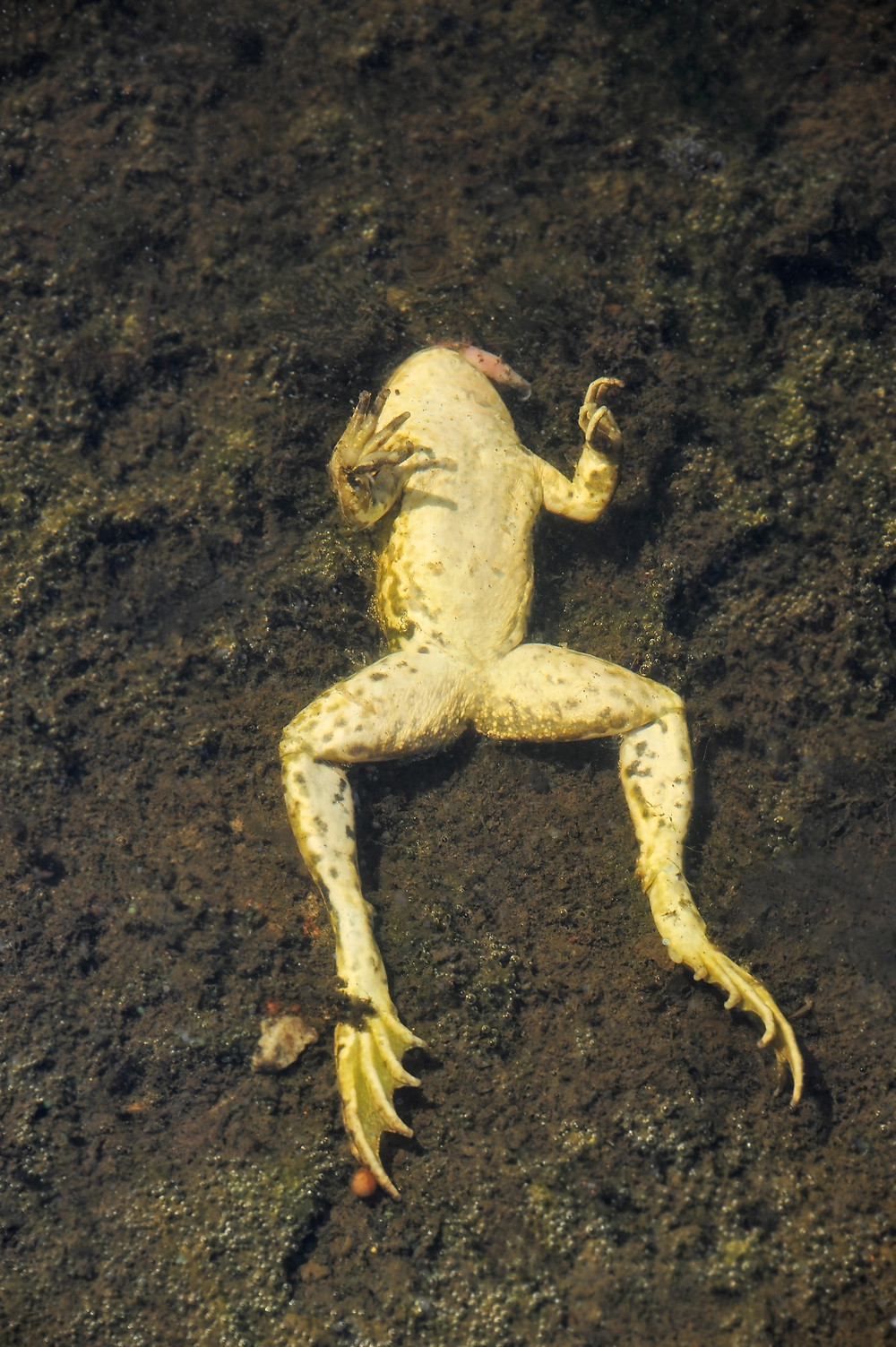 amphibien , grenouille morte 